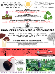 Power of Plants: Producers, Consumers, and Decomposers