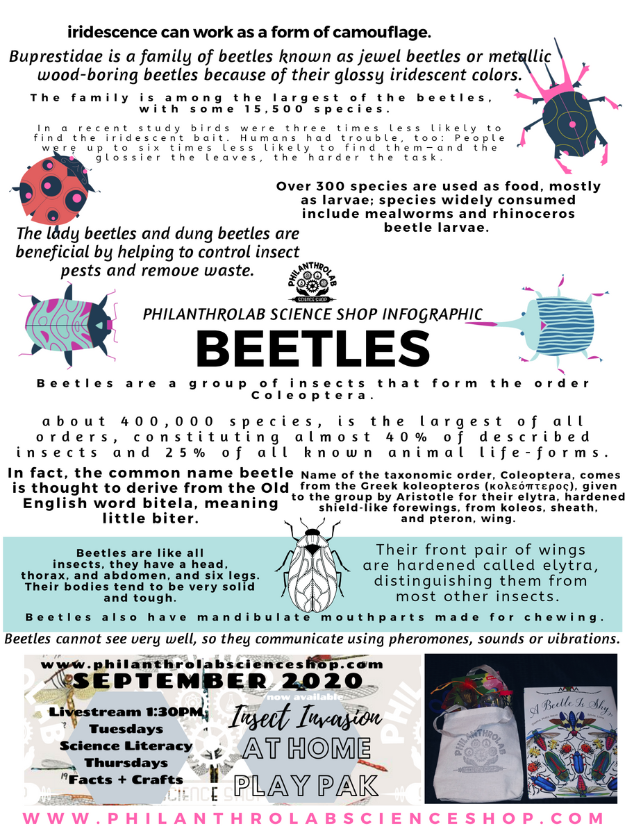Insect Invasion: Beetles – Philanthrolab Science Shop