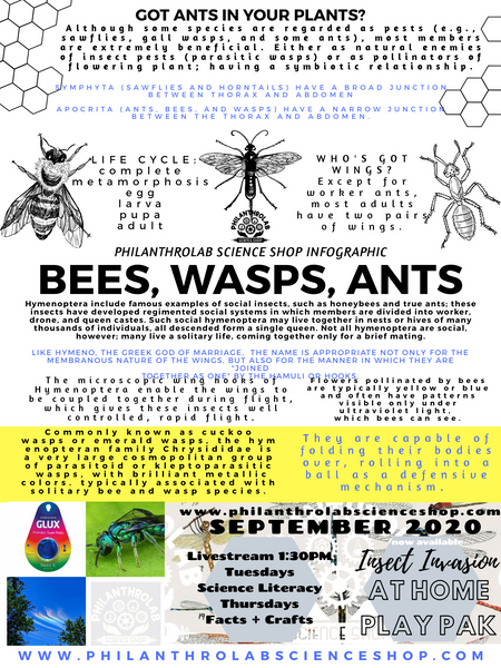 Insect Invasion: Ants, Bees, and Wasps