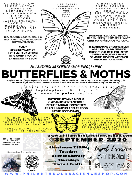 Insect Invasion: Butterflies & Moths