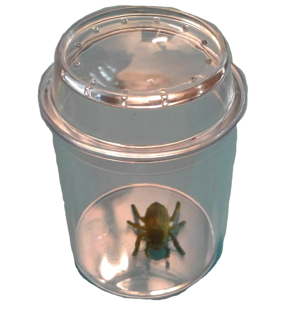Magnifying Bug Jar